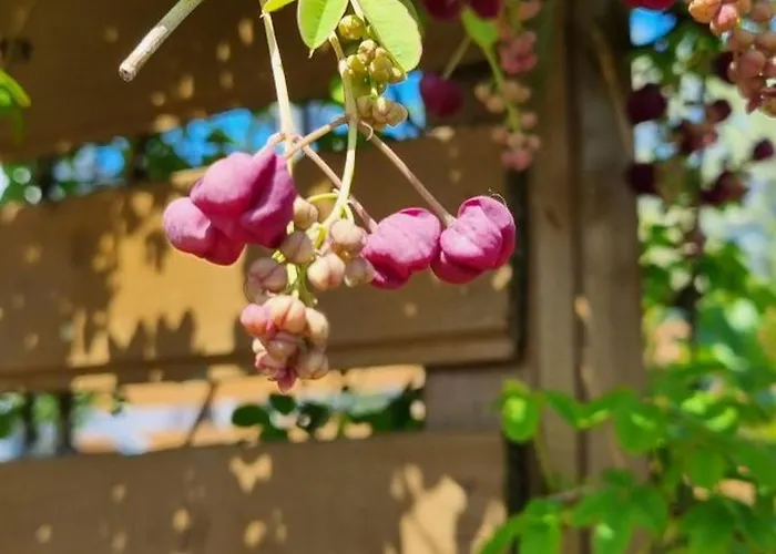 Turmalin Apartamento Władysławowo